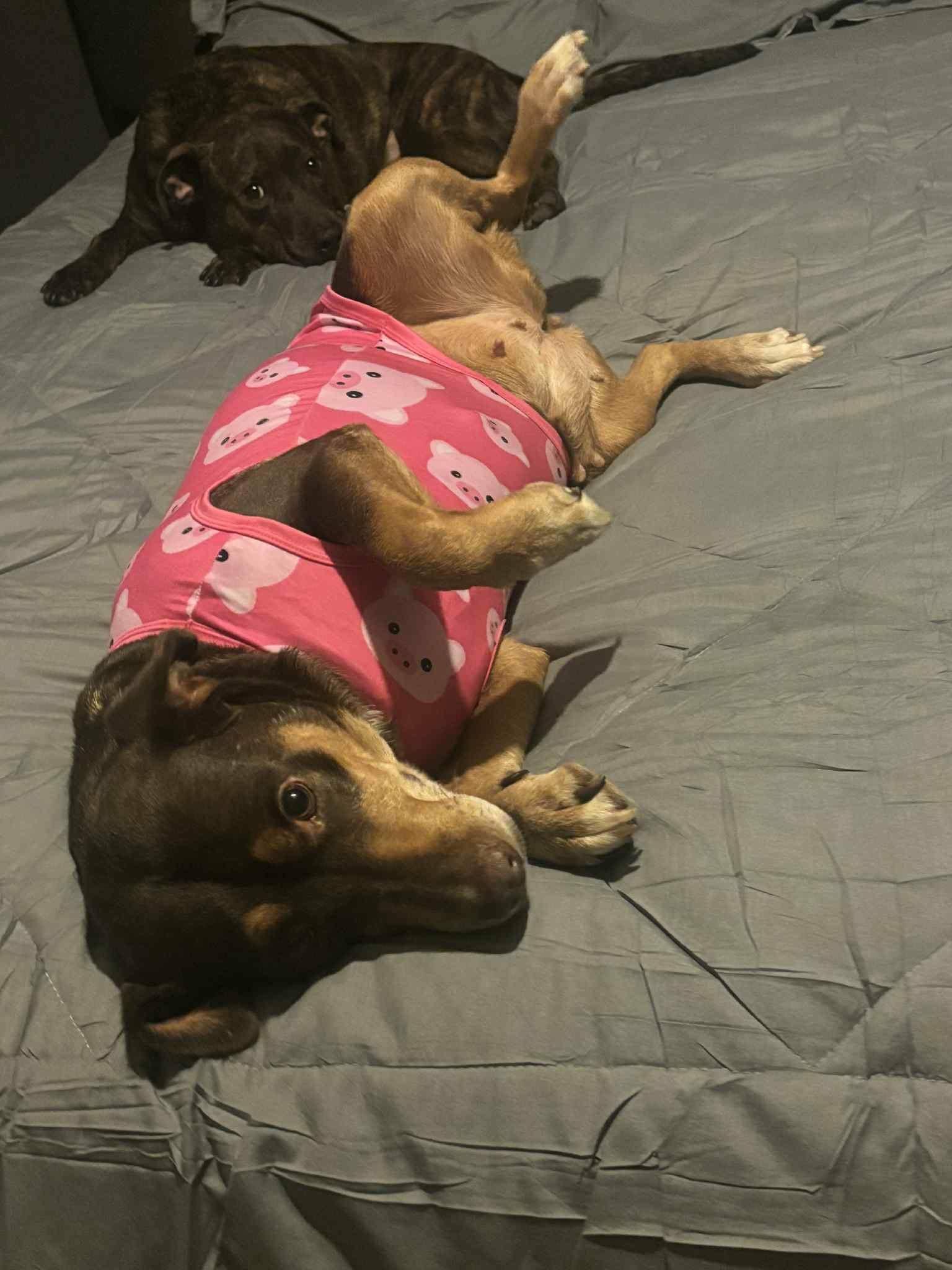 Emma, a ADOPTABLE mixed breed in Jxn, MS image 2/5