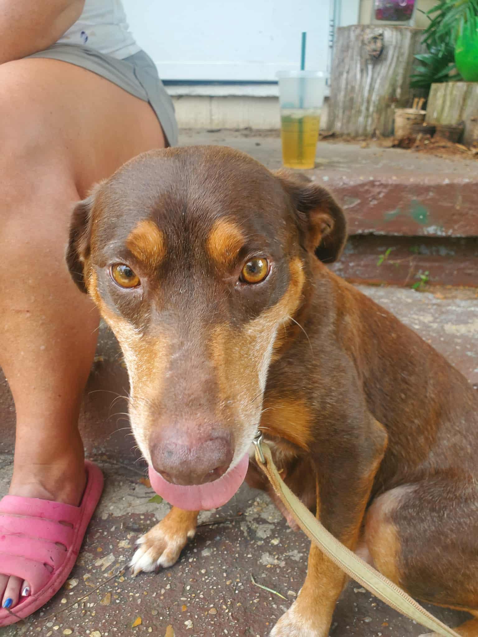 Emma, a ADOPTABLE mixed breed in Jxn, MS image 1/5