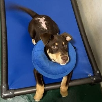 Rose, an adopted mixed breed in Sequim, WA image 4/5