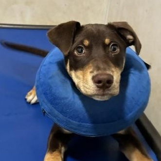 Rose, an adopted mixed breed in Sequim, WA image 2/5