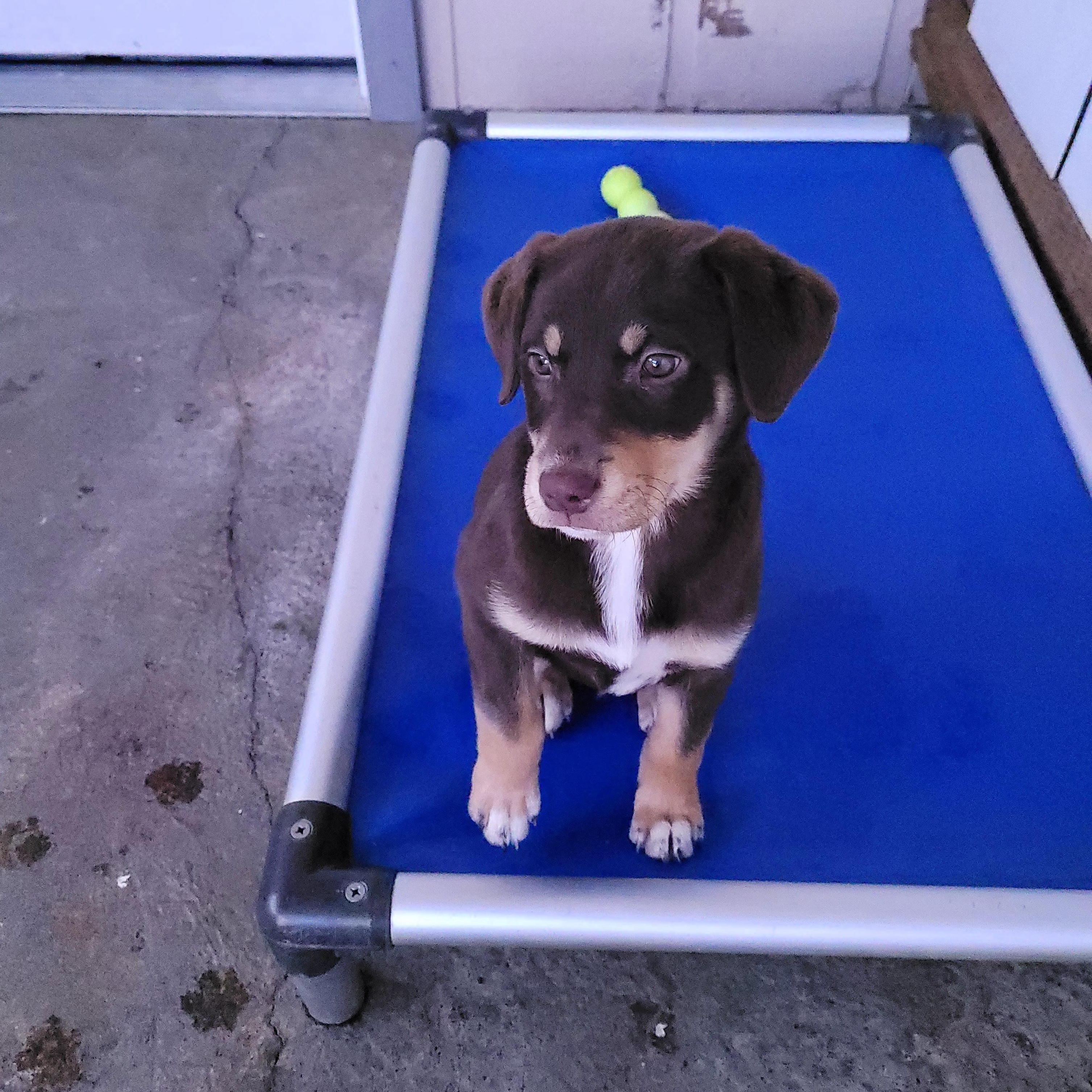 Rose, an adopted mixed breed in Sequim, WA image 3/5