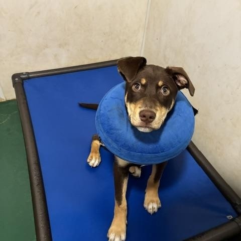 Rose, an adopted mixed breed in Sequim, WA image 5/5