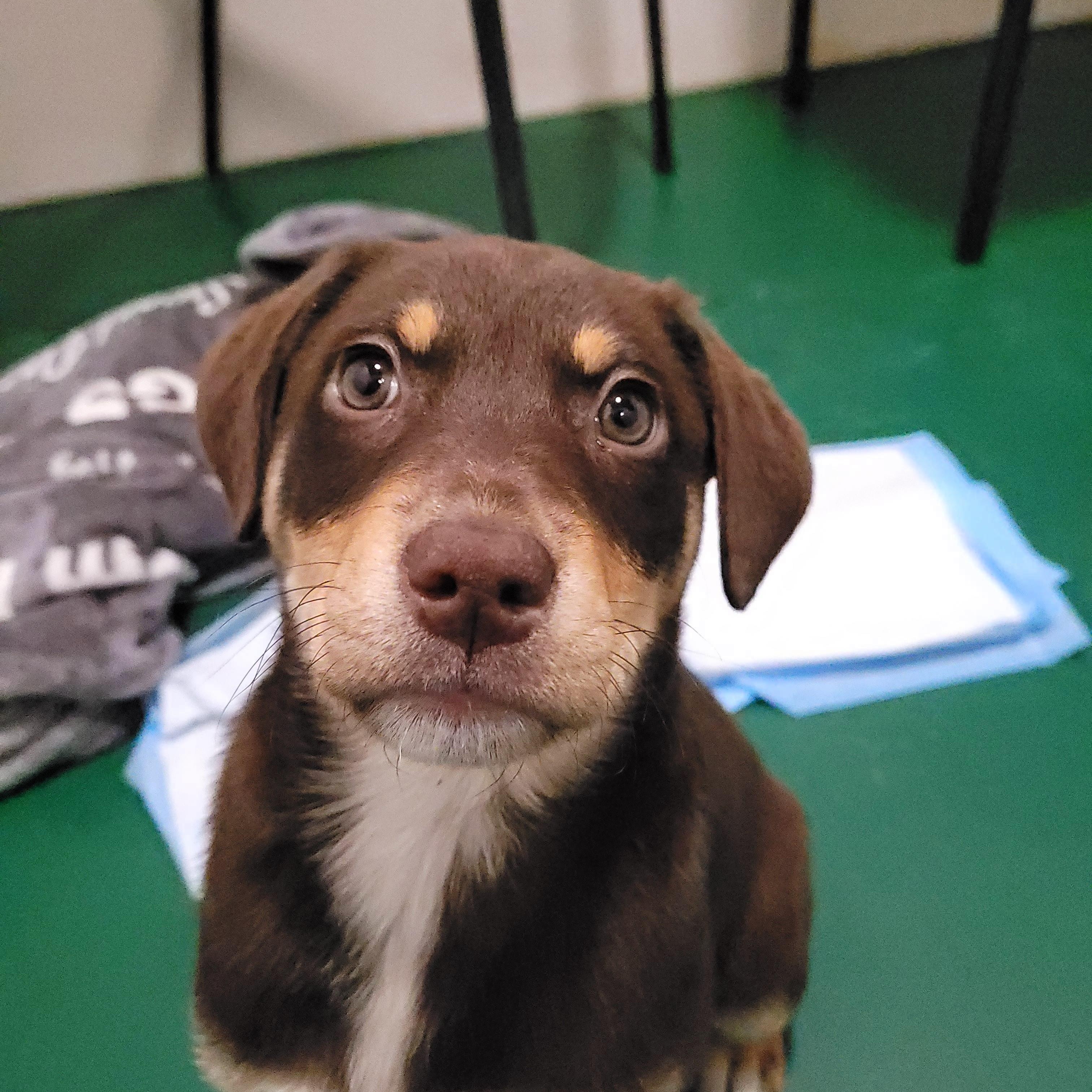 Rose, an adopted mixed breed in Sequim, WA image 1/5