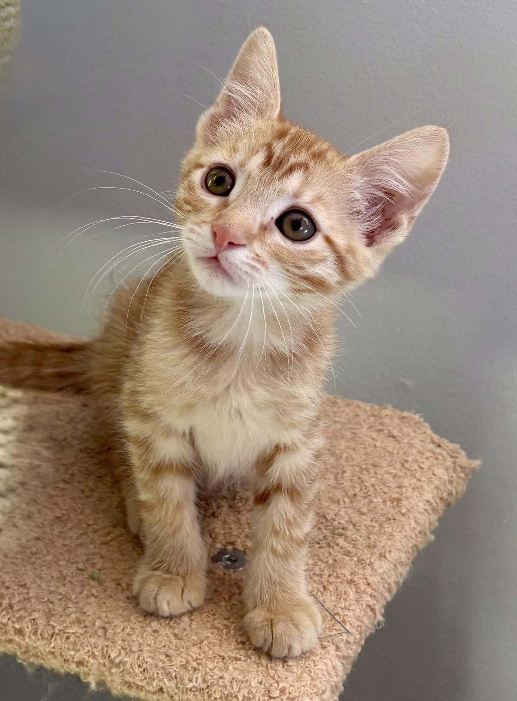 Enlarge Clownfish, a ADOPTABLE Domestic Short Hair in Oracle, AZ image 1/1