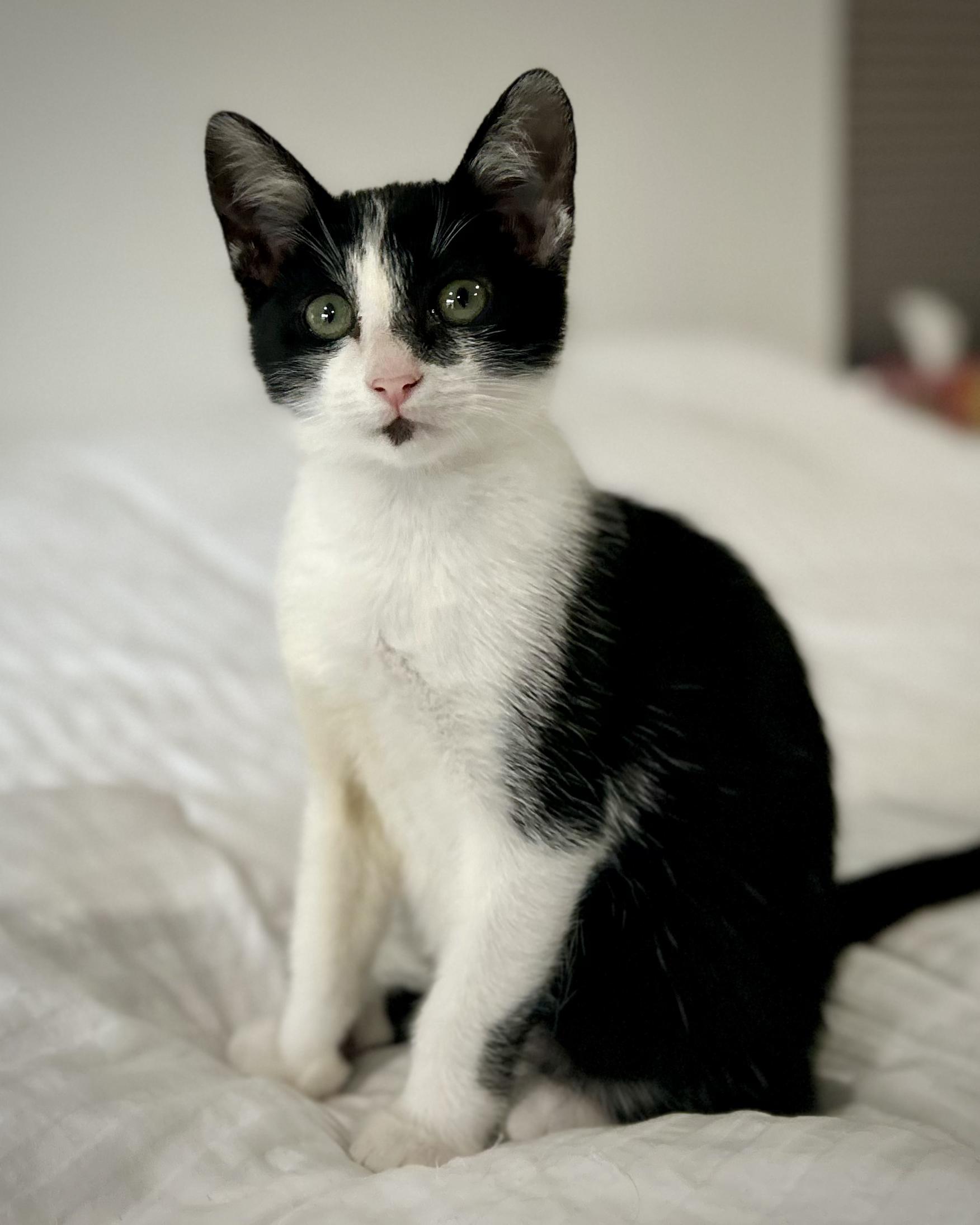 Norma Jean, Adoptable, Young Female Tuxedo.