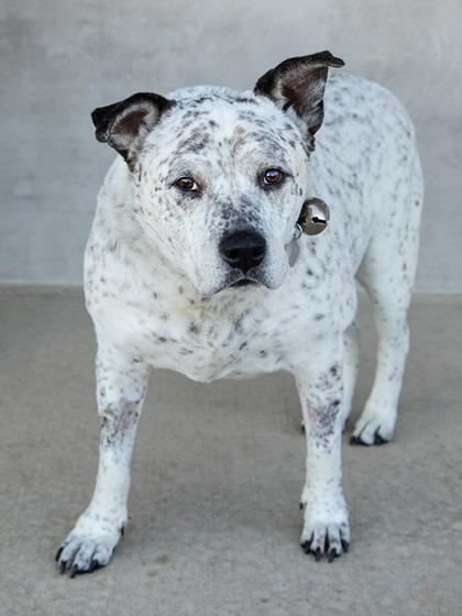 Audio, Adoptable, Senior Male Mixed Breed & Mixed Breed.