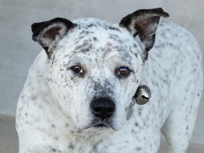 Enlarge Audio, a Adoptable mixed breed in Longmont, CO image 2/2