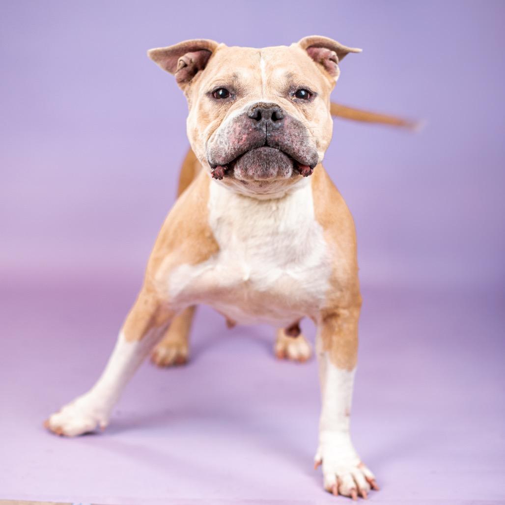 Enlarge Kori, a Adoptable Pit Bull Terrier in Northbrook, IL image 1/4