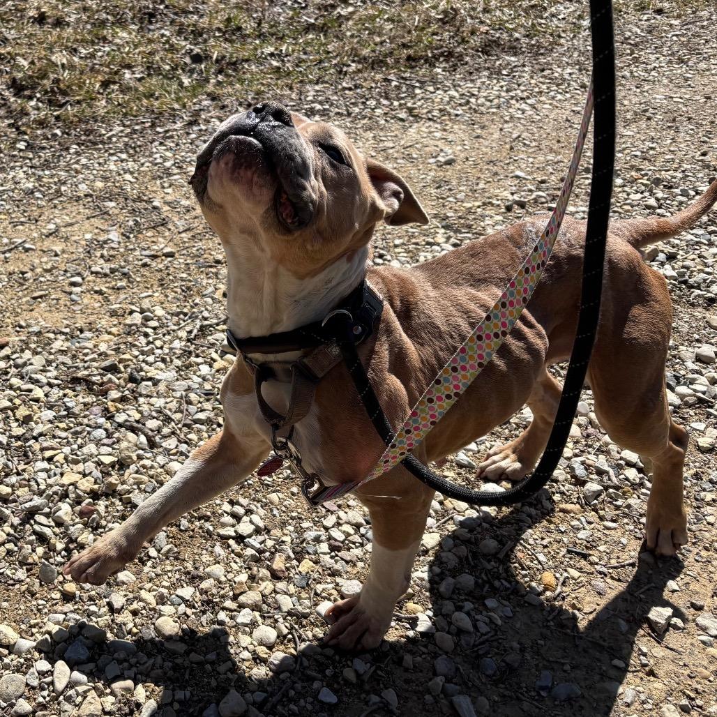 Enlarge Kori, a Adoptable Pit Bull Terrier in Northbrook, IL image 2/4