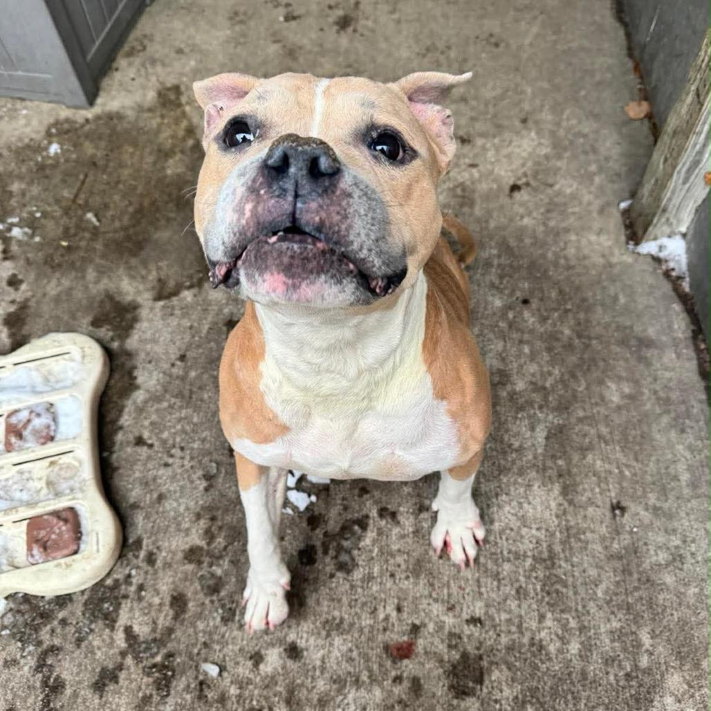 Enlarge Kori, a Adoptable Pit Bull Terrier in Northbrook, IL image 3/4