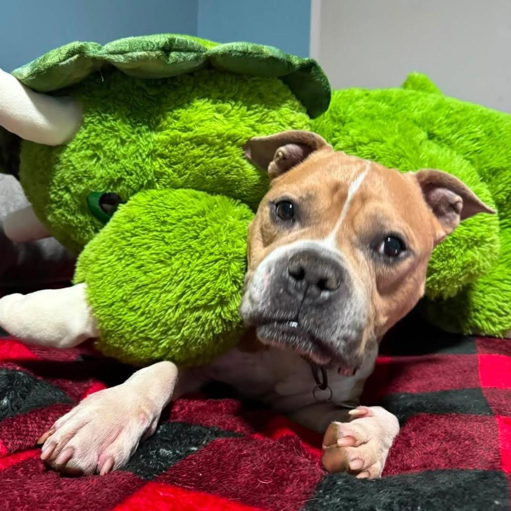 Enlarge Kori, a Adoptable Pit Bull Terrier in Northbrook, IL image 4/4