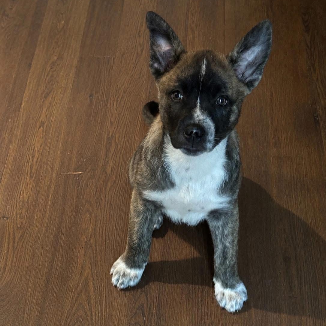 Enlarge Fiona, an adopted mixed breed in Collingswood, NJ image 1/2