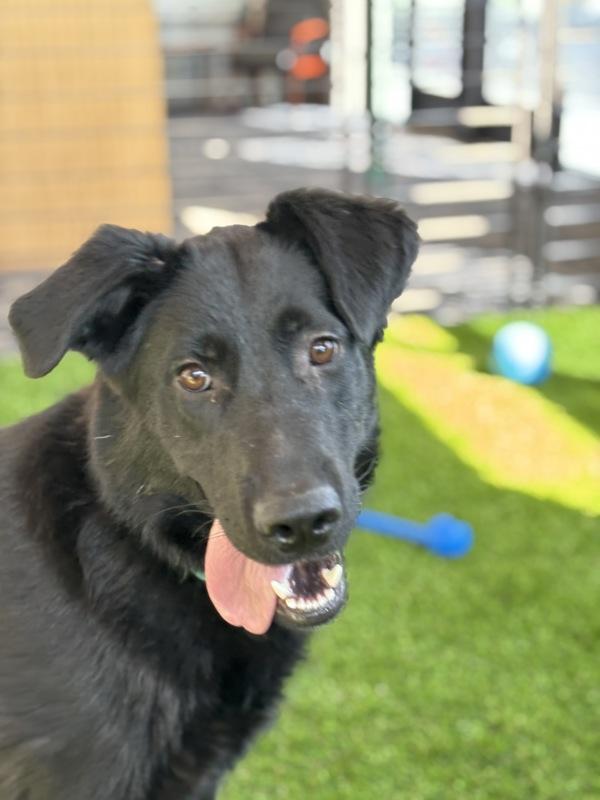 Yoko, Adoptable, Young Female German Shepherd Dog & Black Labrador Retriever.