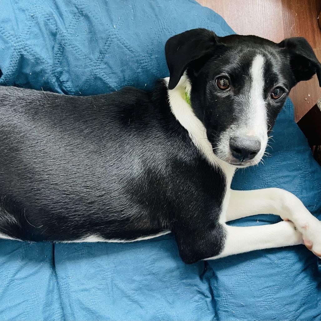 Allie, Adoptable, Young Female Mixed Breed.