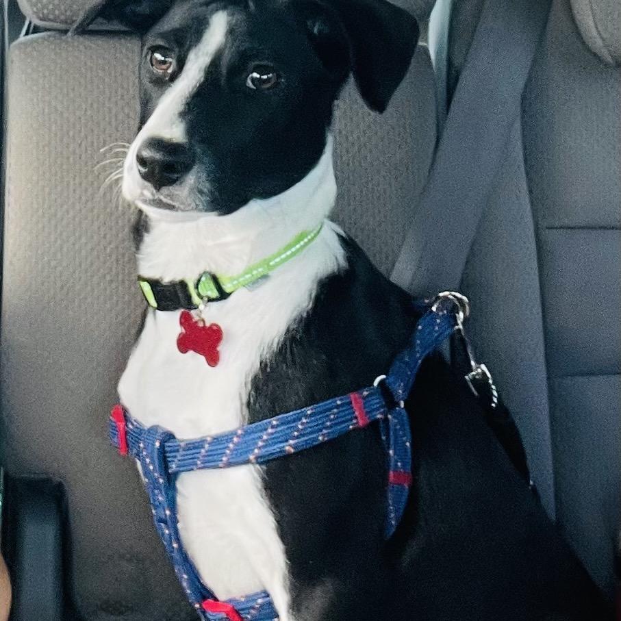Enlarge Allie, a Adoptable Mixed Breed in Volcano, HI image 2/6