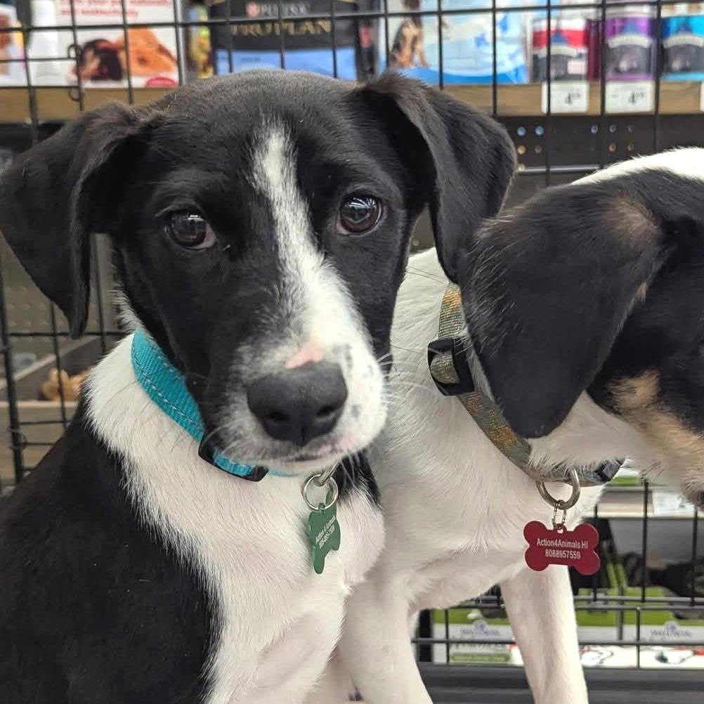 Enlarge Allie, a Adoptable Mixed Breed in Volcano, HI image 1/2