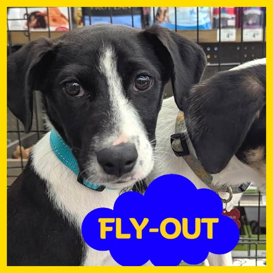 Enlarge Allie, a Adoptable Mixed Breed in Volcano, HI image 6/6