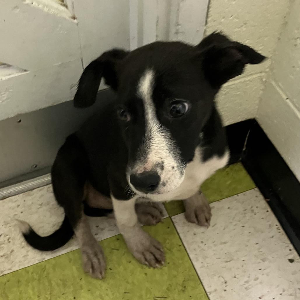 Enlarge Allie, a Adoptable Mixed Breed in Volcano, HI image 2/2