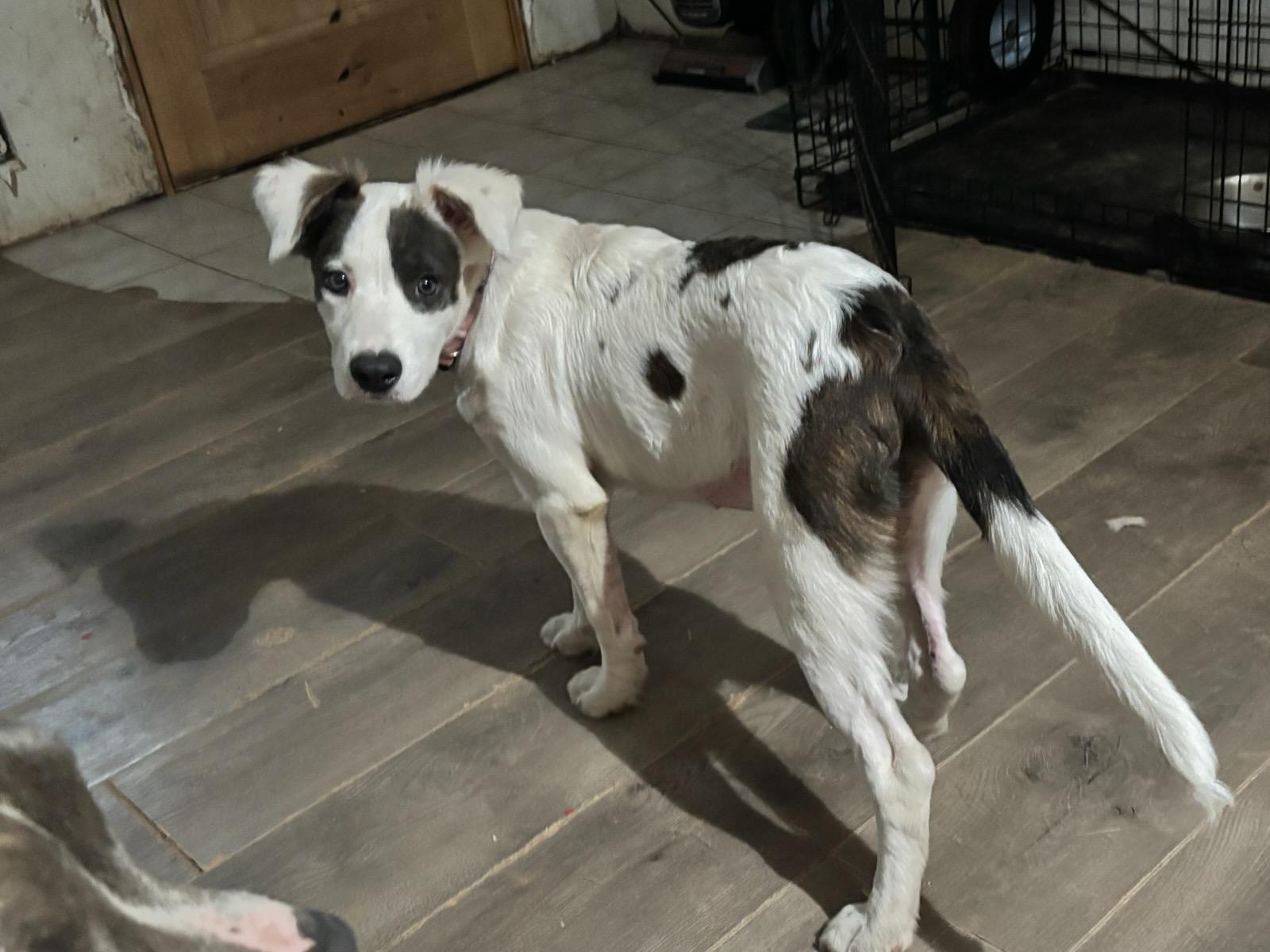 Enlarge Artemis, a Adoptable mixed breed in OKLAHOMA CITY, OK image 2/3