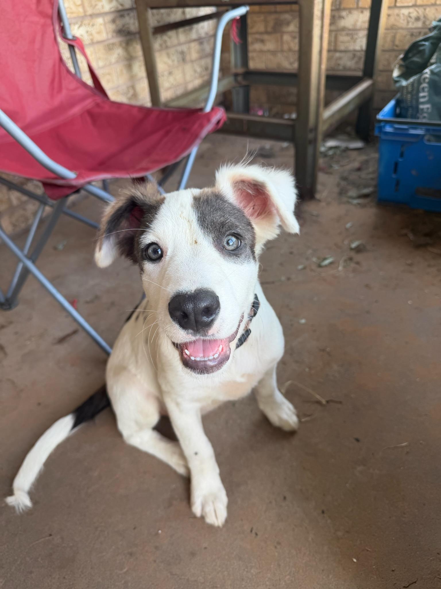 Enlarge Artemis, a Adoptable mixed breed in OKLAHOMA CITY, OK image 1/3