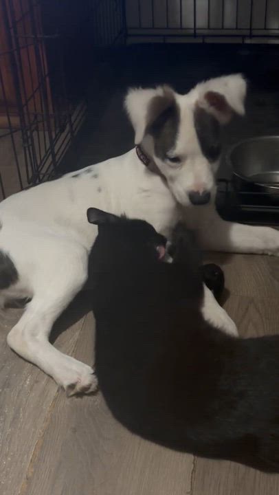 Enlarge Artemis, a Adoptable mixed breed in OKLAHOMA CITY, OK video 3/3
