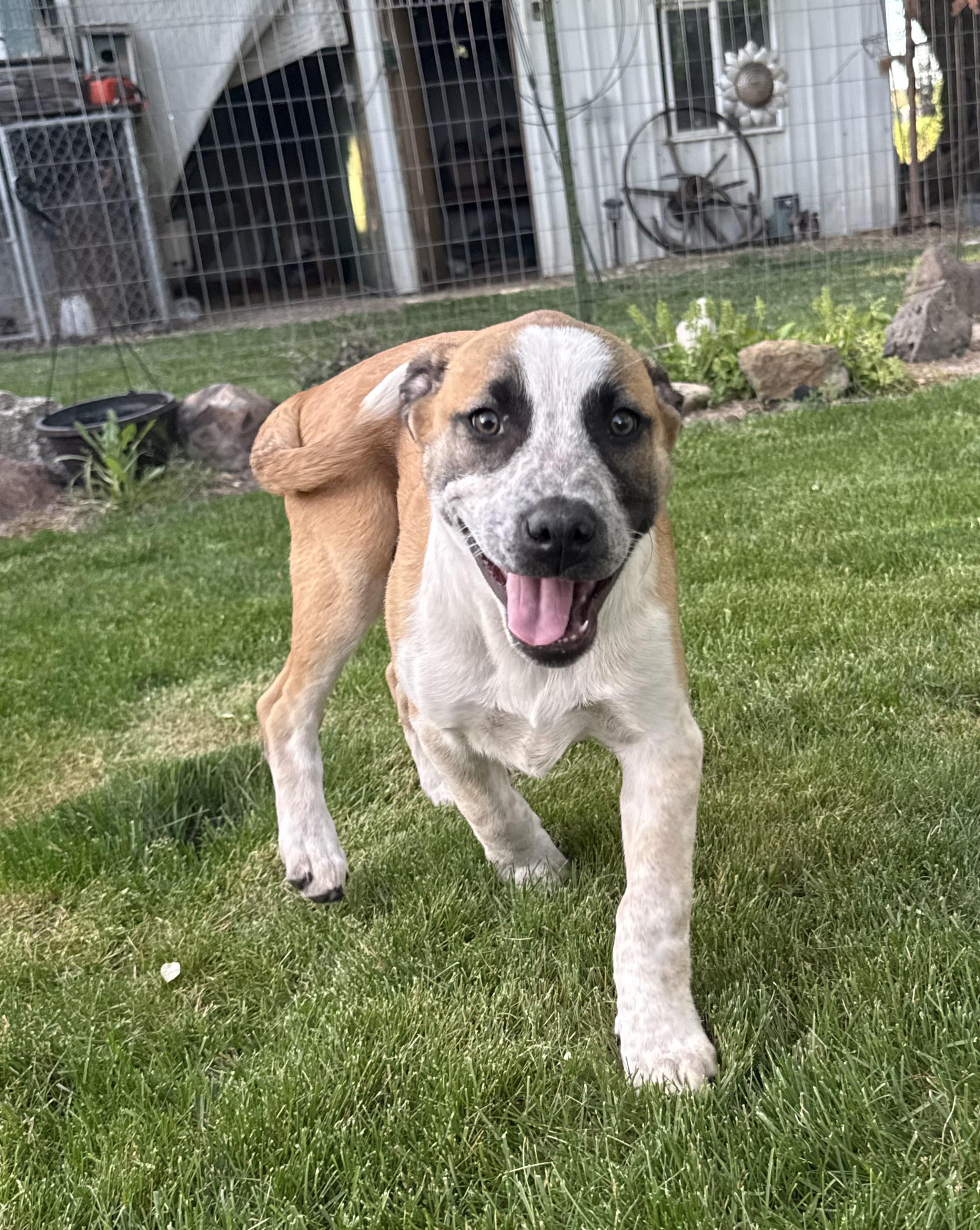 Cody, a Adoptable mixed breed in Twin Falls, ID image 1/3