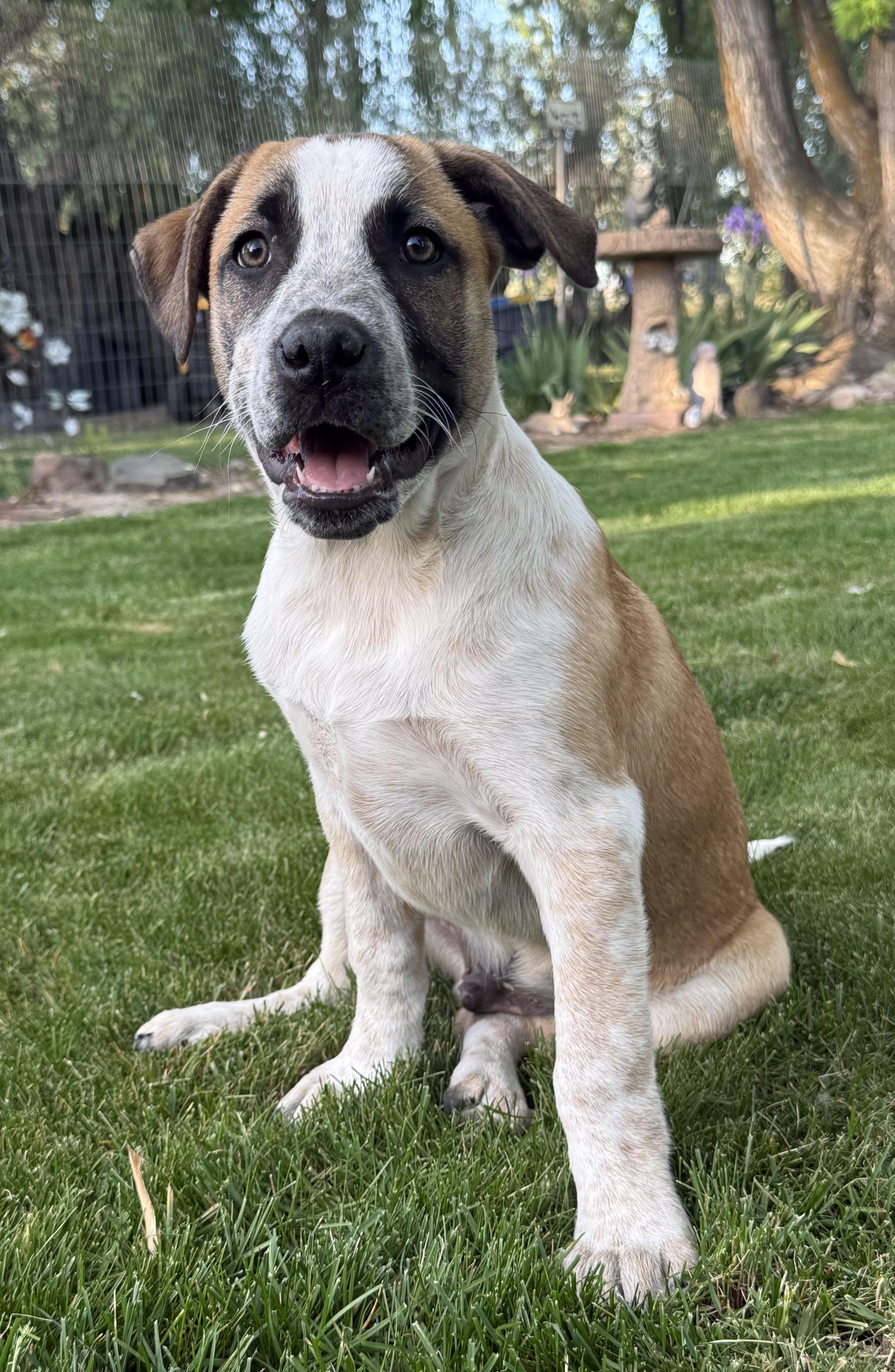 Cody, a Adoptable mixed breed in Twin Falls, ID image 2/3
