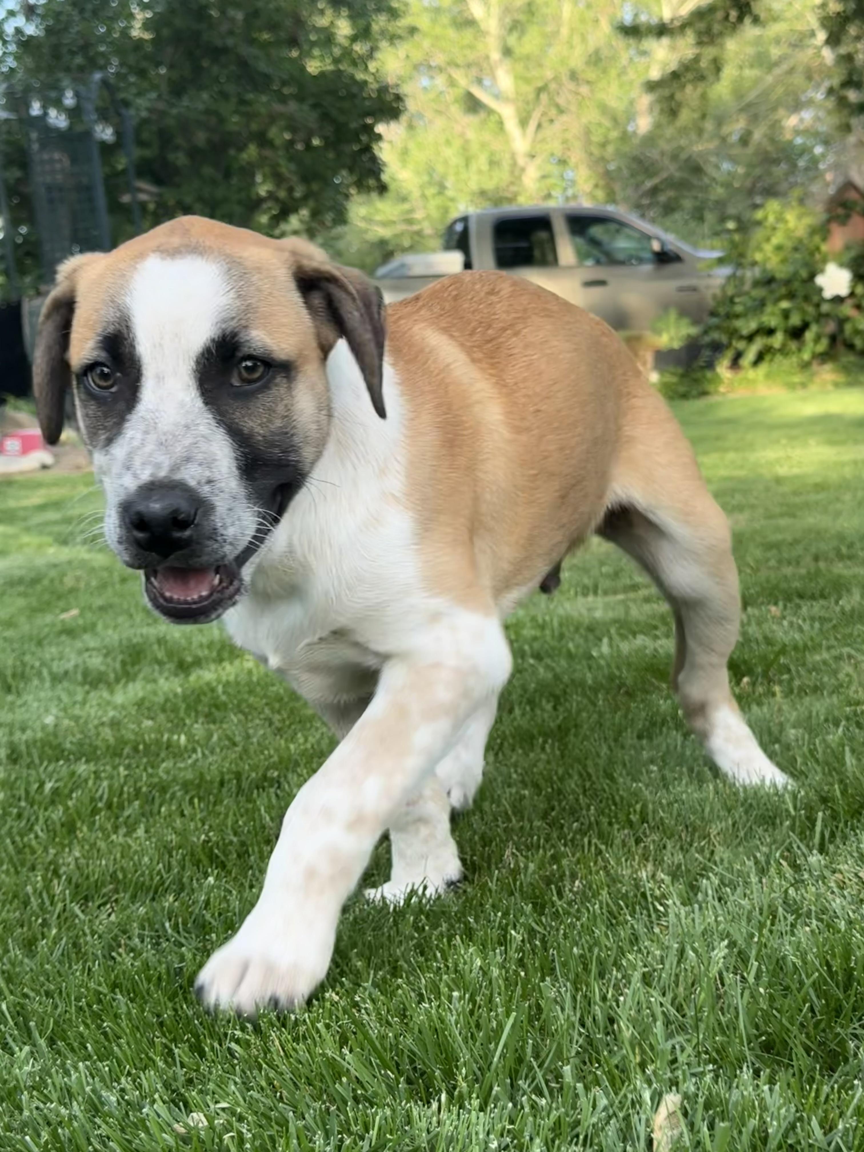 Cody, a Adoptable mixed breed in Twin Falls, ID image 3/3