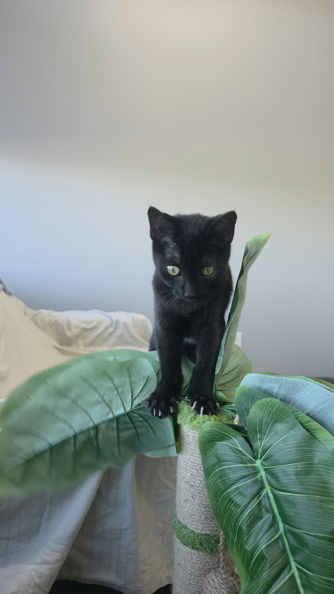 Enlarge Toasty, a Adoptable Domestic Short Hair in Blaine, MN image 3/3