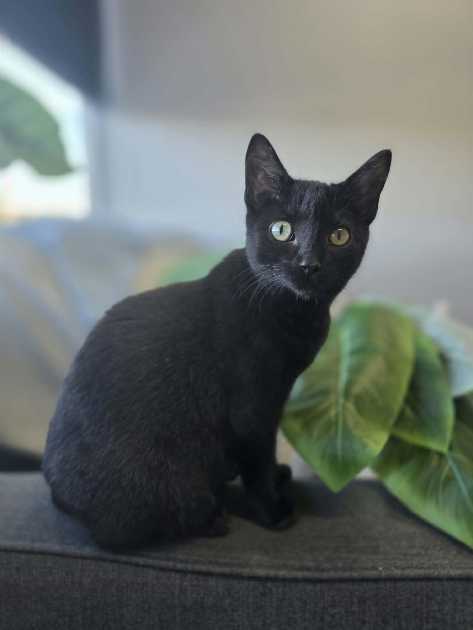 Toasty, Adoptable, Young Male Domestic Short Hair.