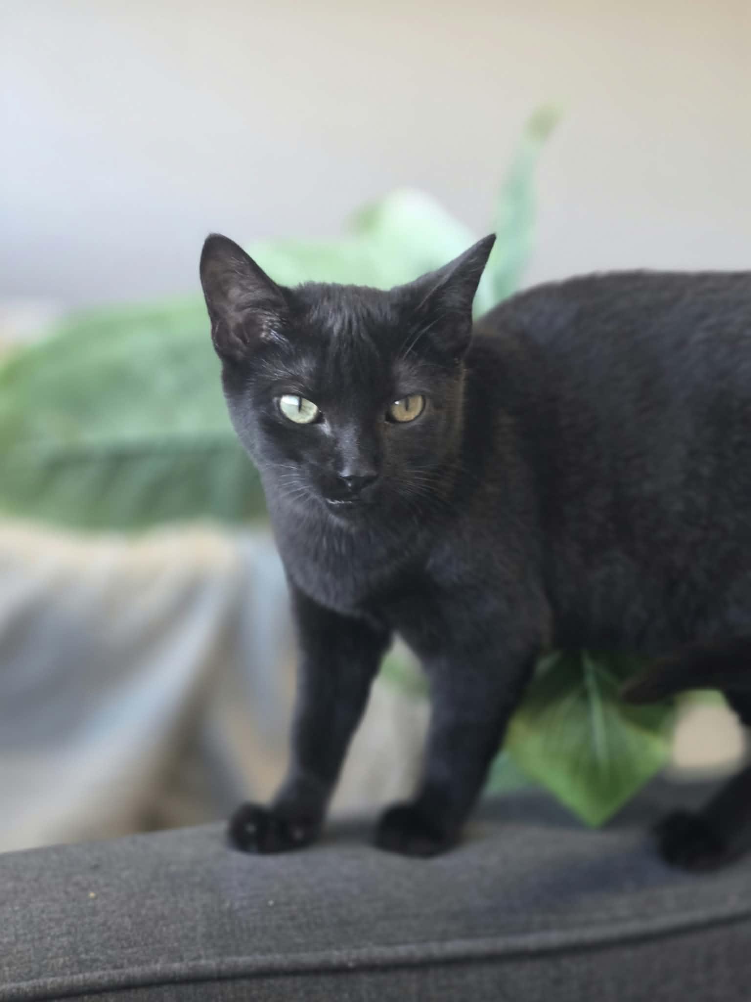 Enlarge Toasty, a Adoptable Domestic Short Hair in Blaine, MN image 2/3
