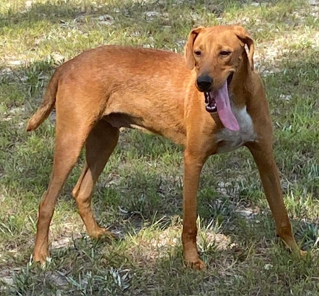 Enlarge Alvin, a Adoptable mixed breed in Grand Bay, AL image 1/7