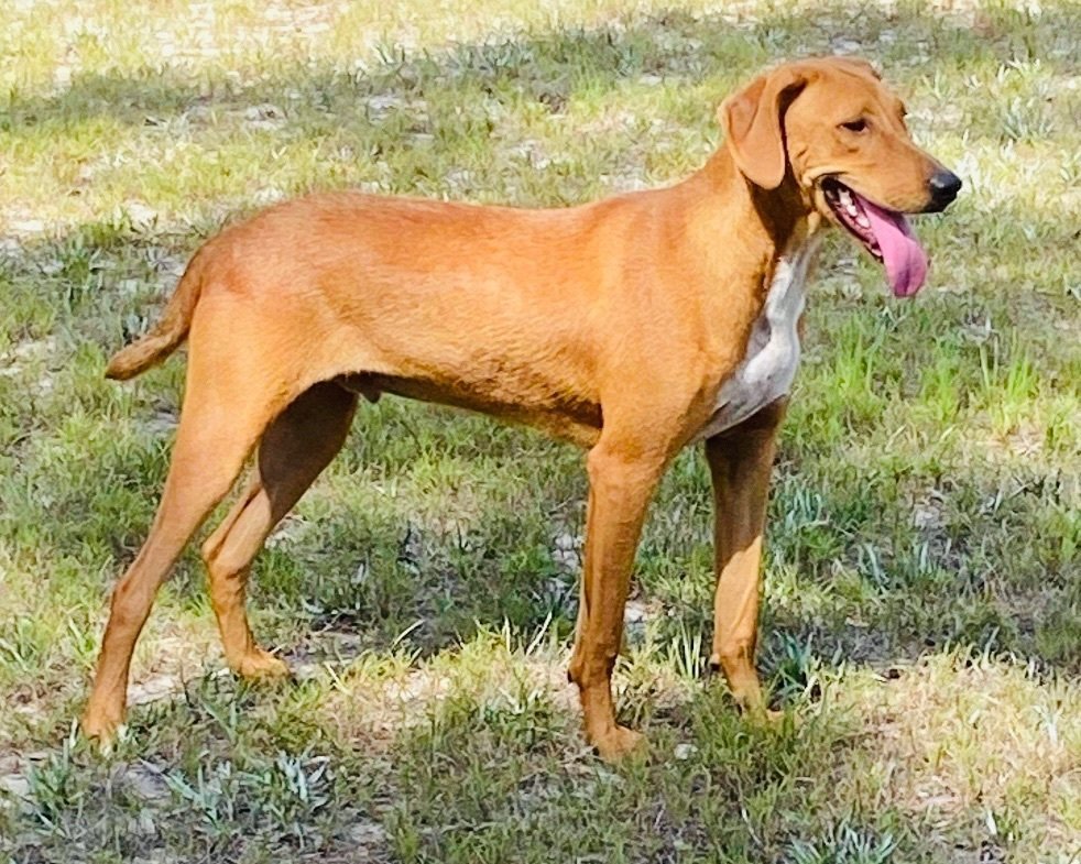 Enlarge Alvin, a Adoptable mixed breed in Grand Bay, AL image 2/7