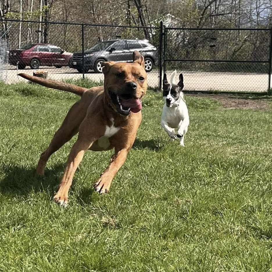 Luna, a Adoptable mixed breed in Paris, ME image 2/6