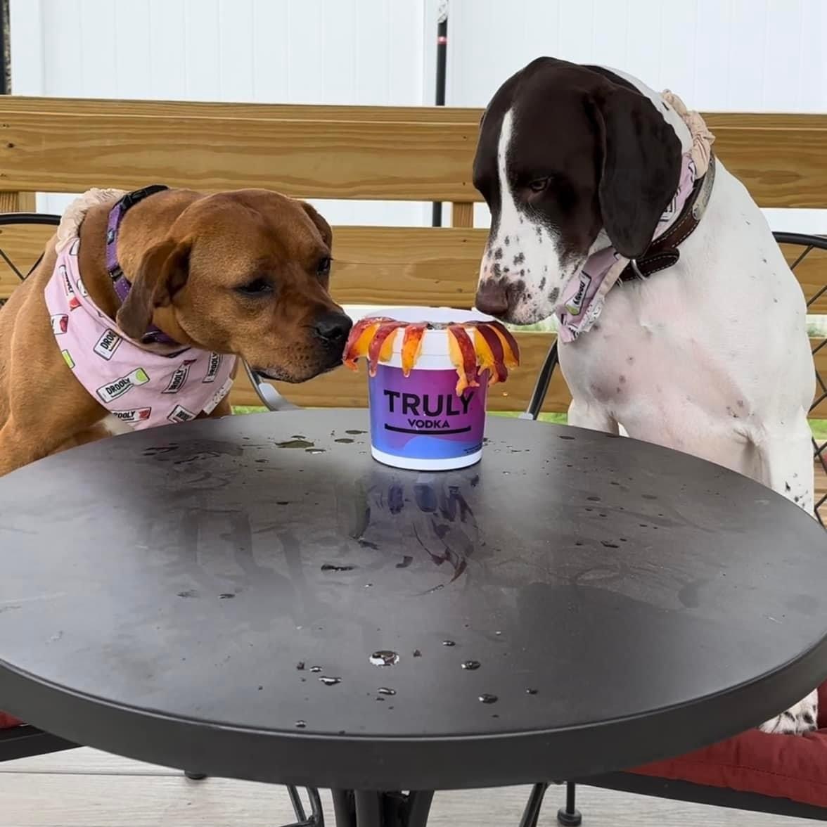 Luna, a Adoptable mixed breed in Paris, ME image 4/6