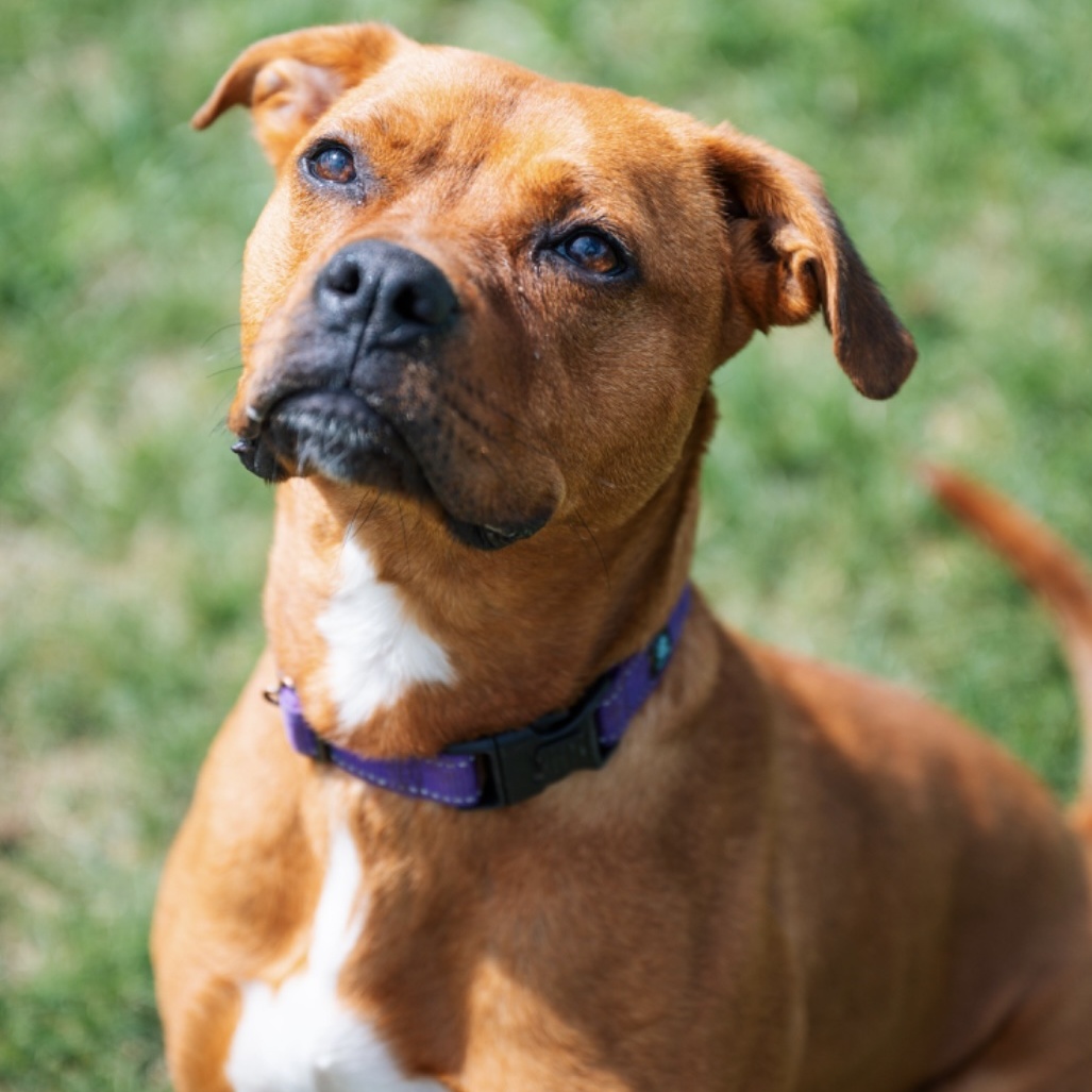 Luna, Adoptable, Adult Female Rhodesian Ridgeback & American Staffordshire Terrier.