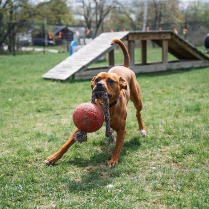 Luna, a Adoptable mixed breed in Paris, ME image 6/6