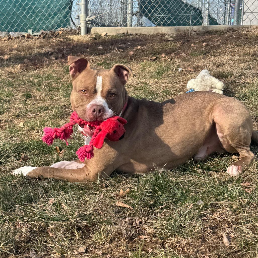 Benji, a Adoptable mixed breed in Newark, DE image 1/6