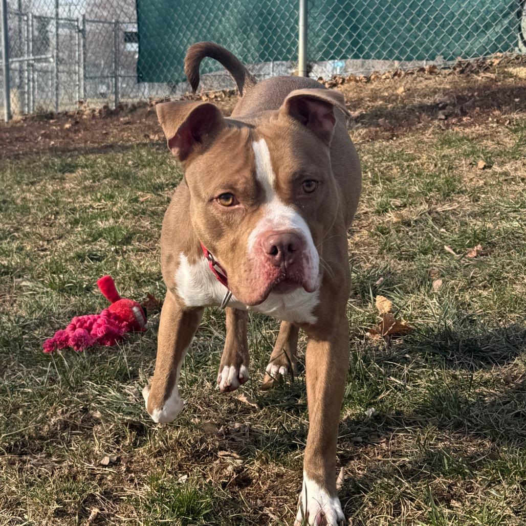Benji, a Adoptable mixed breed in Newark, DE image 2/6