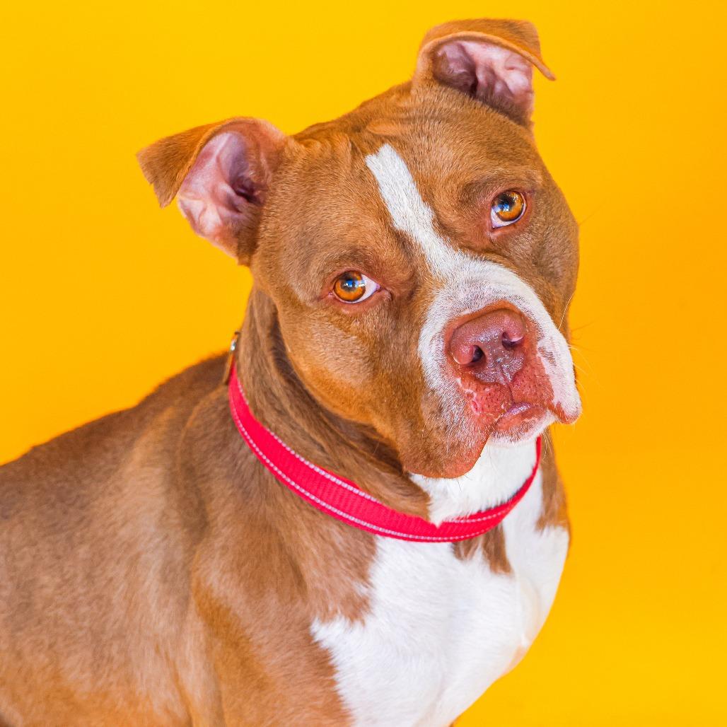 Benji, a Adoptable mixed breed in Newark, DE image 3/6