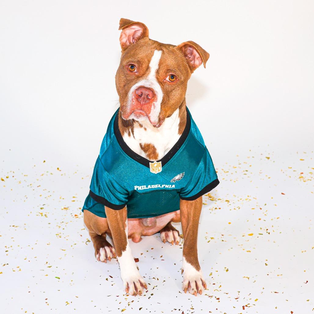 Benji, a Adoptable mixed breed in Newark, DE image 4/6