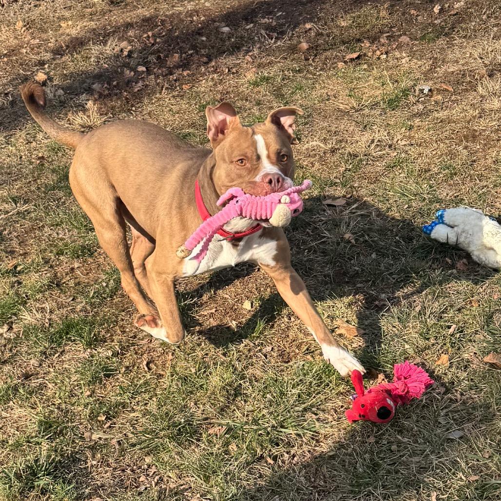 Benji, a Adoptable mixed breed in Newark, DE image 5/6