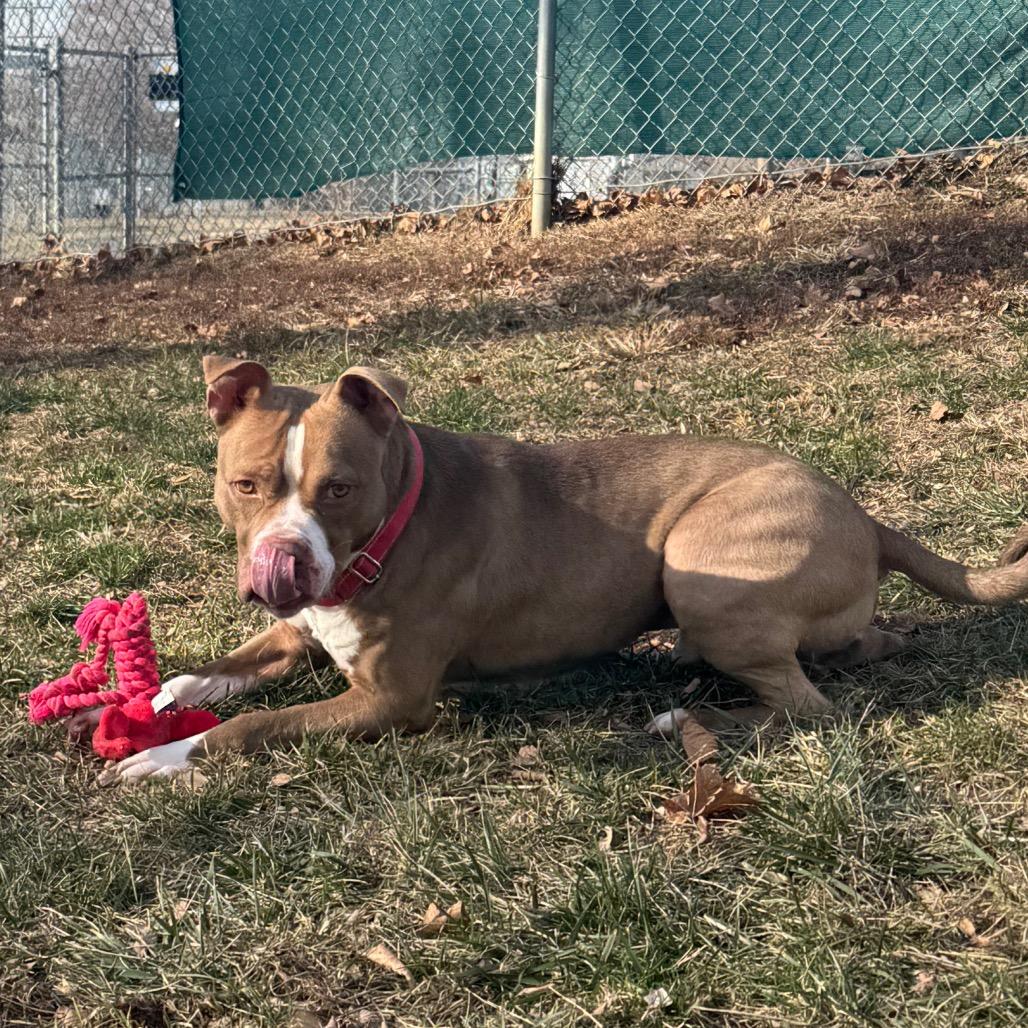 Benji, a Adoptable mixed breed in Newark, DE image 6/6