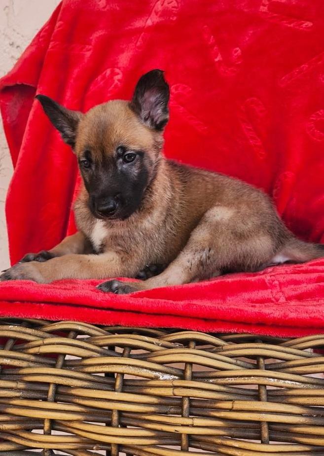 Dinant, an adoptable Belgian Shepherd / Malinois in Orlando, FL image 2/2