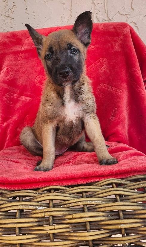 Dinant, an adoptable Belgian Shepherd / Malinois in Orlando, FL image 1/2