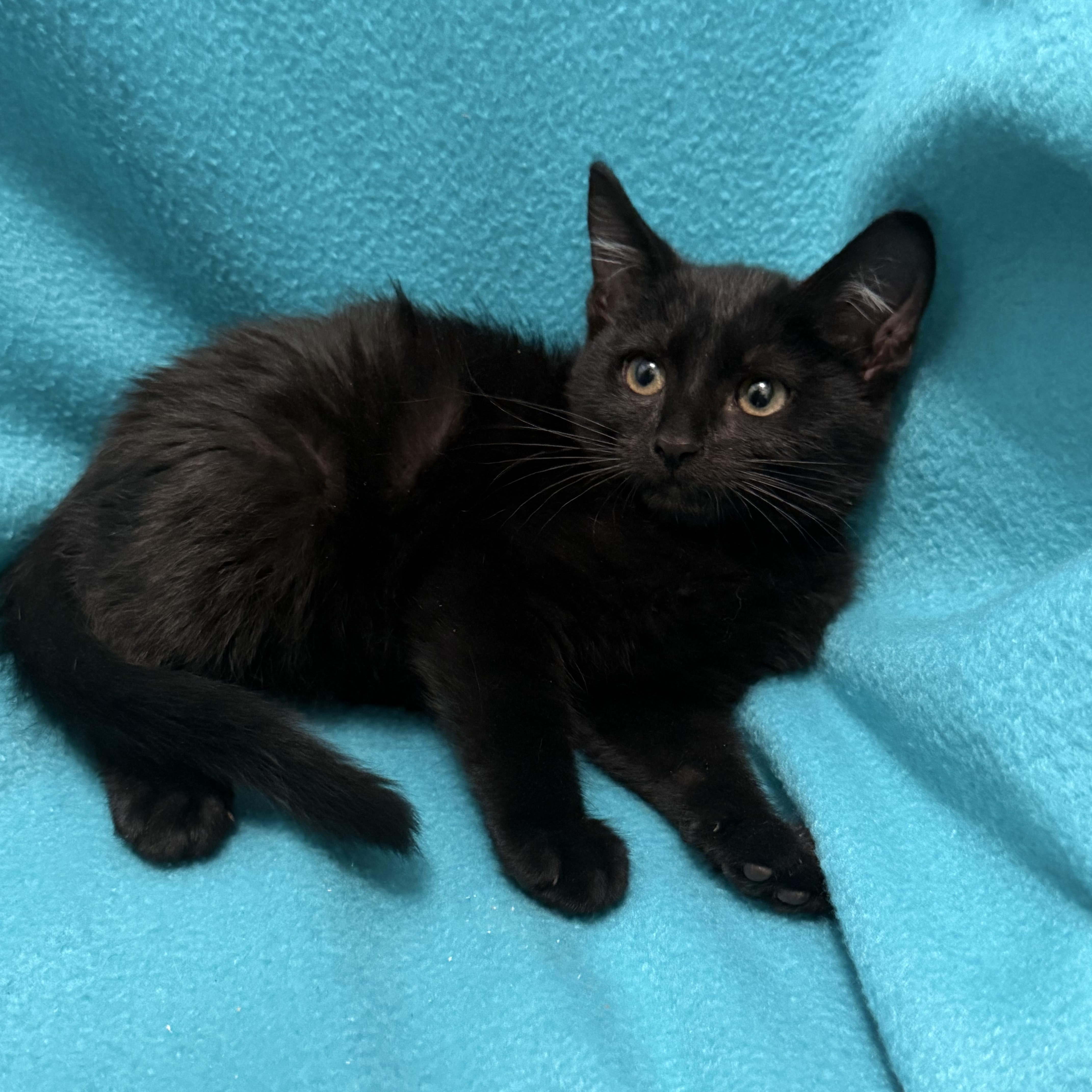 Enlarge Spooky, a ADOPTABLE Domestic Long Hair in Oakdale, CA image 1/1