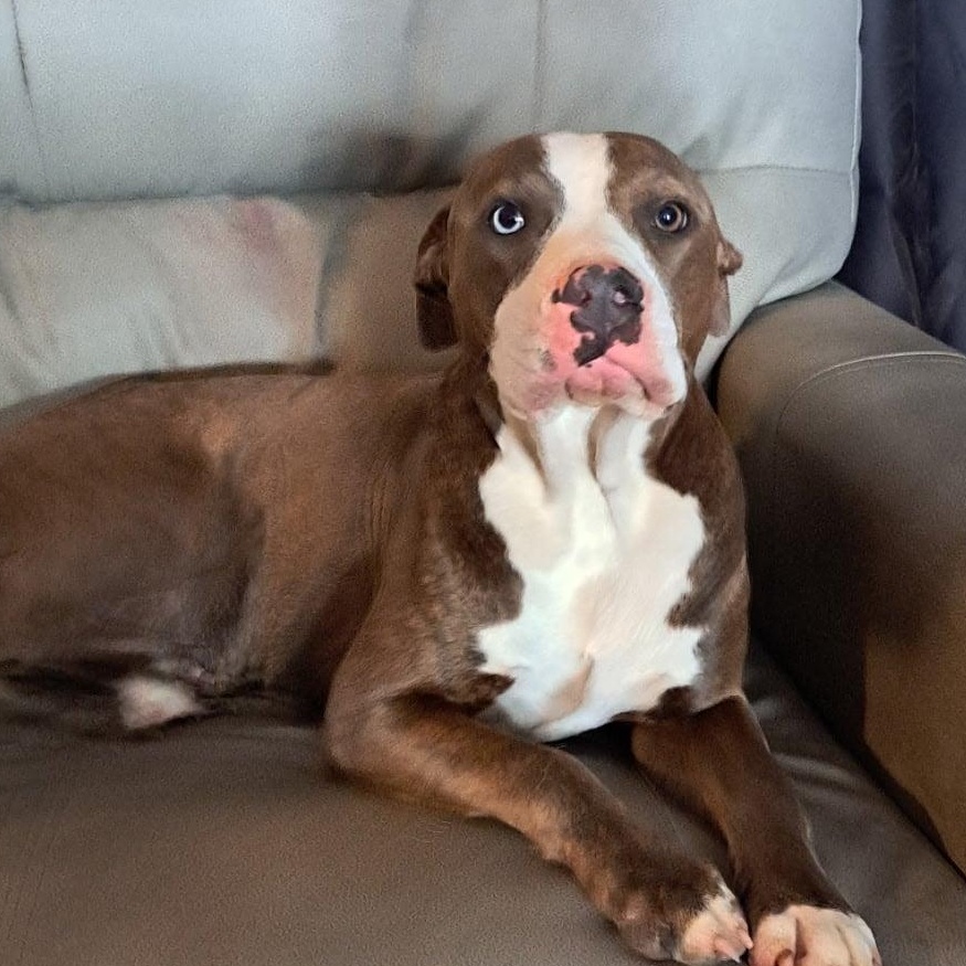 Ace, Adoptable, Young Male Terrier.