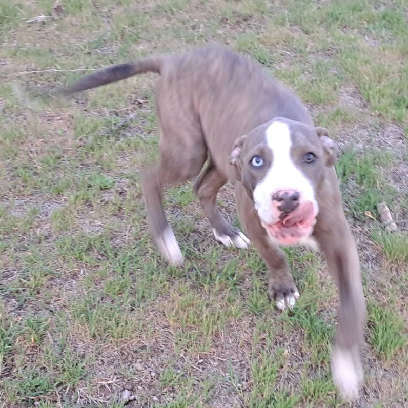 Ace, a Adoptable mixed breed in Yukon, OK image 2/3