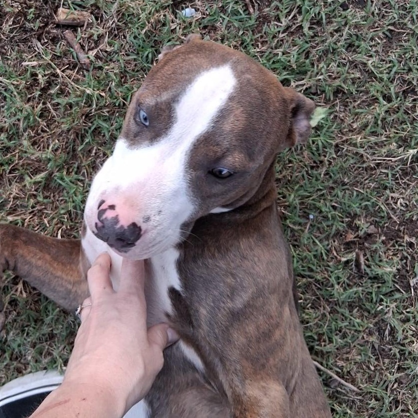 Ace, a Adoptable mixed breed in Yukon, OK image 3/3