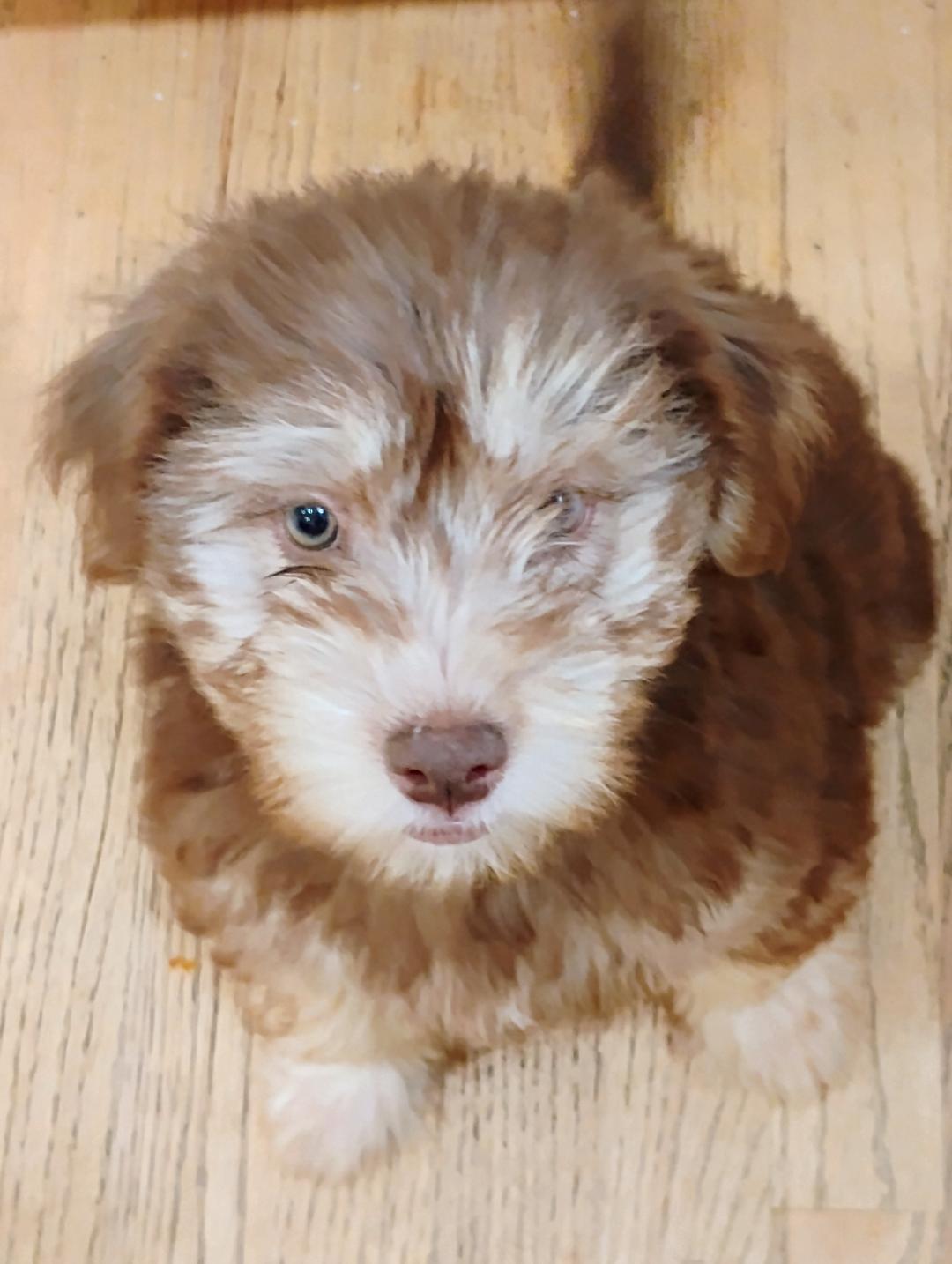 Fabiola, Adoptable, Puppy Female Australian Shepherd & Miniature Schnauzer.